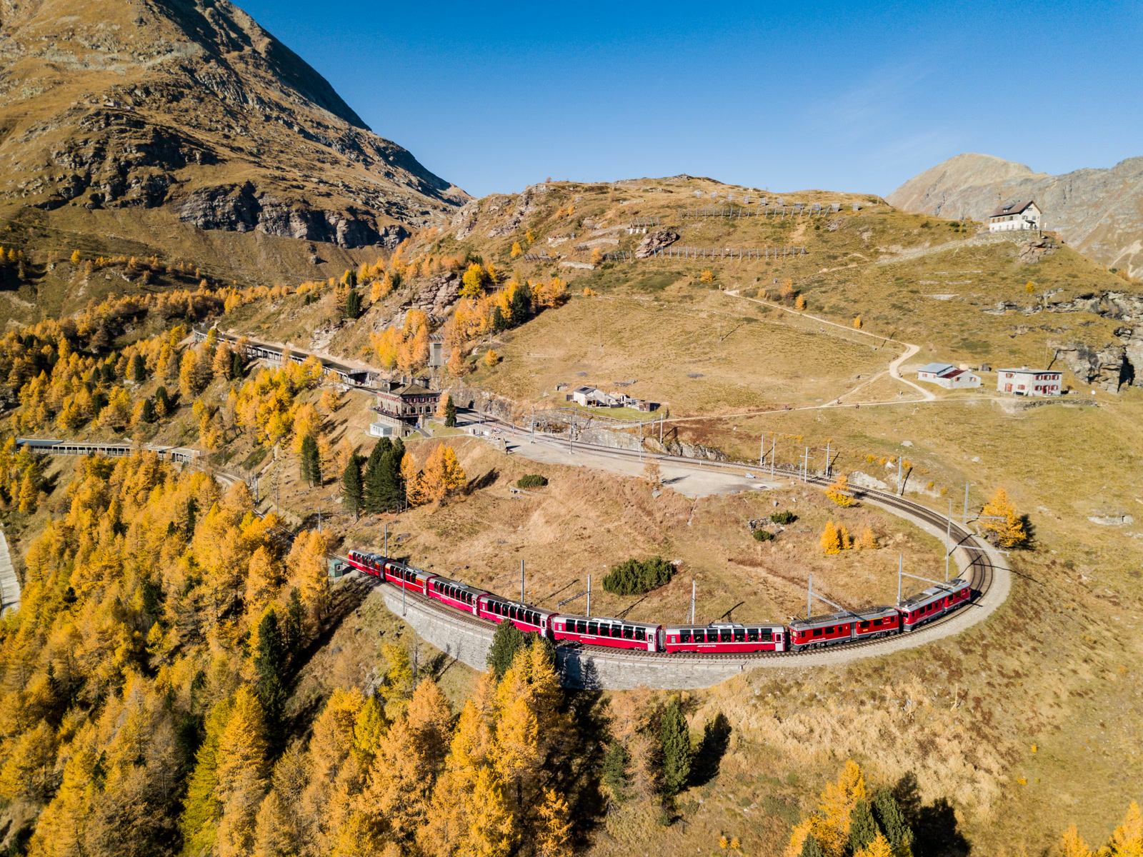 The Bernina Express curving past Alp Grüm through golden autumn larches