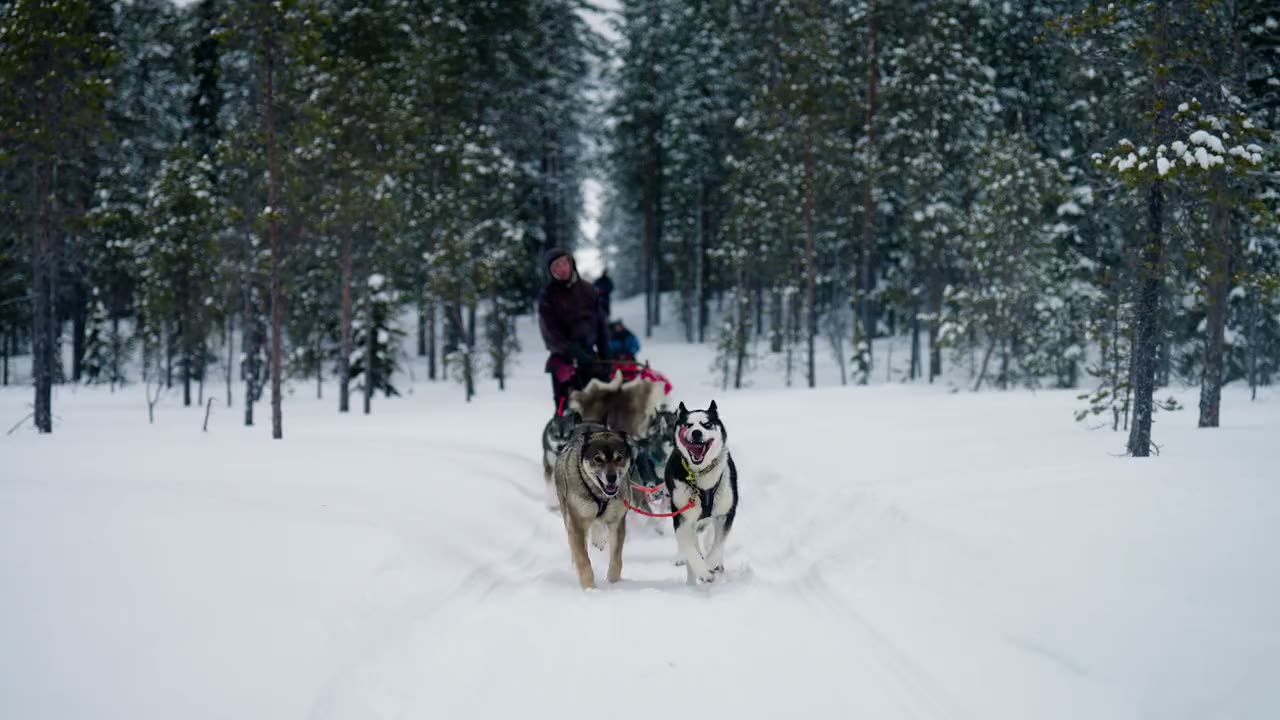 A husky team running head-on through the snow-covered forest