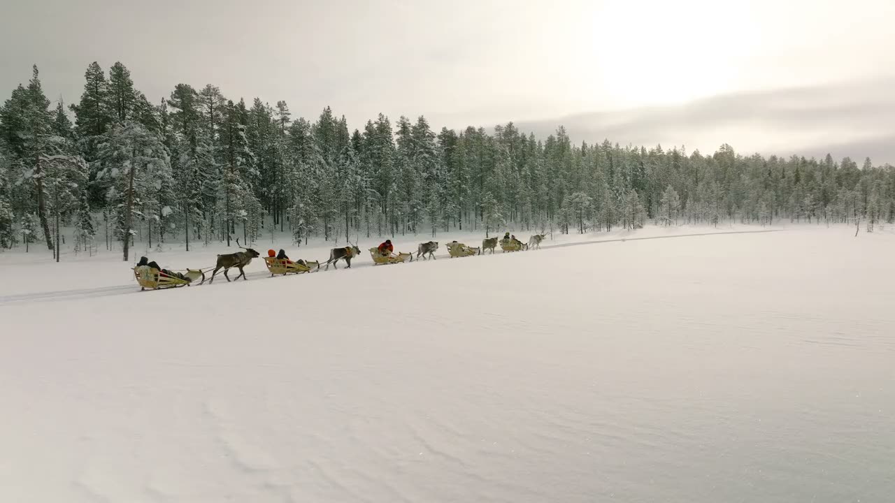 A reindeer caravan pulling sleds across the white fells
